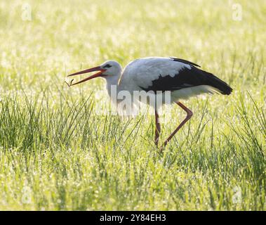 Weißstorch (Ciconia ciconia) hat auf der Jagd auf einer Wiese einen Regenwurm gefangen, Tauperlen auf dem Gras, Niedersachsen, Deutschland, Europa Stockfoto