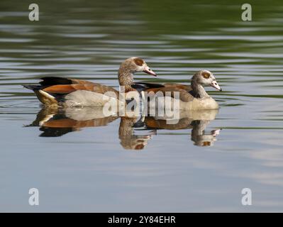 Ägyptische Gänse (Alopochen aegyptiaca), ein Paar ägyptischer Gänse, die auf einem Teich schwimmen, Thüringen, Deutschland, Europa Stockfoto