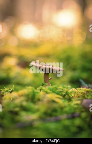 Ein einzelner Pilz wächst zwischen Moos im Wald, beleuchtet durch das sanfte Licht der untergehenden Sonne, Calw, Schwarzwald, Deutschland, Europa Stockfoto