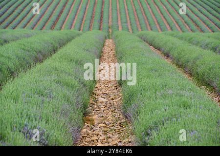 Endloses Lavendelfeld (Lavandula), mit symmetrischen Reihen, friedliche Atmosphäre, Sommer, Valensole, Alpes-de-Haute-Provence, Provence-Alpes-Cote d'Azur Stockfoto