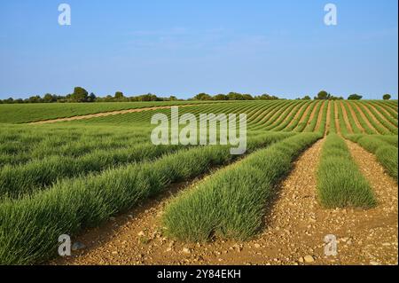 Ausgedehntes Lavendelfeld (Lavandula), blauer Himmel und Bäume im Hintergrund, Sommer, Valensole, Alpes-de-Haute-Provence, Provence-Alpes-Cote d'Azur, Fr Stockfoto