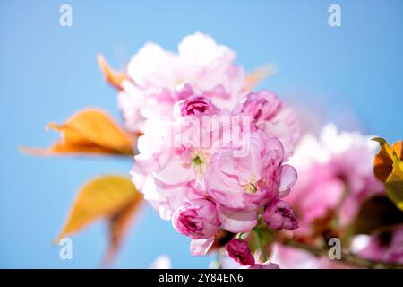 WASHINGTON DC, USA – die Kirschbäume von Kwanzan/Kanzan zeigen ihre unverwechselbaren, doppelt rosa Blüten im East Potomac Park. Diese Zierkirschen, bekannt für ihre spätere Blüte als die berühmten Yoshino-Kirschen, schaffen dramatische Darstellungen von tiefrosa Blüten. Die Kwanzan-Kirschen verlängern die Kirschblüte Washingtons über die Blüte des Gezeitenbeckens hinaus. Stockfoto