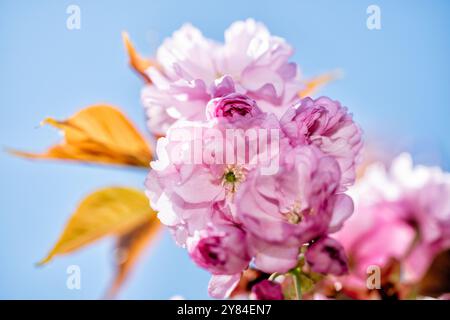 WASHINGTON DC, USA – die Kirschbäume von Kwanzan/Kanzan zeigen ihre unverwechselbaren, doppelt rosa Blüten im East Potomac Park. Diese Zierkirschen, bekannt für ihre spätere Blüte als die berühmten Yoshino-Kirschen, schaffen dramatische Darstellungen von tiefrosa Blüten. Die Kwanzan-Kirschen verlängern die Kirschblüte Washingtons über die Blüte des Gezeitenbeckens hinaus. Stockfoto