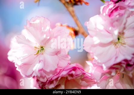 WASHINGTON DC, USA – die Kirschbäume von Kwanzan/Kanzan zeigen ihre unverwechselbaren, doppelt rosa Blüten im East Potomac Park. Diese Zierkirschen, bekannt für ihre spätere Blüte als die berühmten Yoshino-Kirschen, schaffen dramatische Darstellungen von tiefrosa Blüten. Die Kwanzan-Kirschen verlängern die Kirschblüte Washingtons über die Blüte des Gezeitenbeckens hinaus. Stockfoto