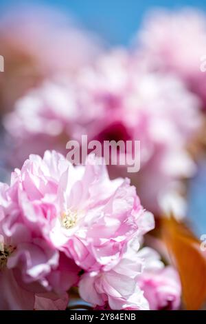 WASHINGTON DC, USA – die Kirschbäume von Kwanzan/Kanzan zeigen ihre unverwechselbaren, doppelt rosa Blüten im East Potomac Park. Diese Zierkirschen, bekannt für ihre spätere Blüte als die berühmten Yoshino-Kirschen, schaffen dramatische Darstellungen von tiefrosa Blüten. Die Kwanzan-Kirschen verlängern die Kirschblüte Washingtons über die Blüte des Gezeitenbeckens hinaus. Stockfoto