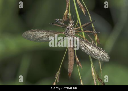 Nahaufnahme einer Wiesenschlange (Tipula paludosa), bedeckt mit Tautropfen und hängend an einer Pflanze, Baden-Württemberg, Deutschland, Europa Stockfoto