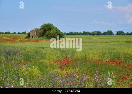 Blumenwiese mit Mohn (Papaver) und Salbei (Salvia), im Hintergrund eine Ruine umgeben von Bäumen, Sommer, Valensole, Alpes-de-Haute-Provence, Pro Stockfoto