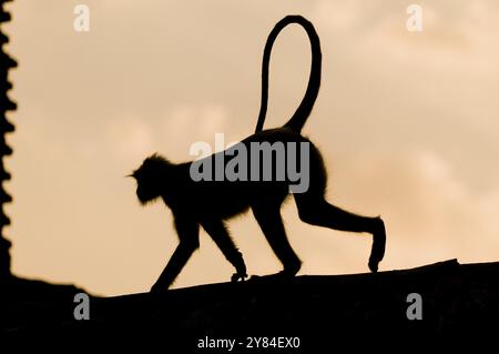 Silhouette eines Affen auf einer Mauer, Ruinen von Mandu, Madhya Pradesh, Nordindien, Indien, Asien Stockfoto