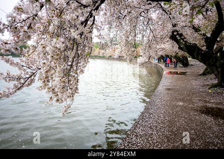 WASHINGTON DC, USA – Besucher genießen die Kirschblüten in voller Blüte am Tidal Basin in Washington DC. Das jährliche Spektakel rosa und weißer Blumen zieht Tausende von Touristen und Einheimische gleichermaßen an, die unter den Baumkronen der Yoshino-Kirschbäume spazieren gehen. Diese Frühlingstradition markiert den Höhepunkt des National Cherry Blossom Festival, bei dem das Geschenk von Bäumen aus Japan in die Vereinigten Staaten von 1912 gefeiert wird. Stockfoto