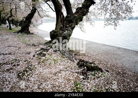 Kirschblüten am Jefferson Memorial in Washington DC | WASHINGTON DC, Vereinigte Staaten — Gefallene Kirschblütenblätter bedecken die Wurzeln eines knorrigen Yoshino-Baums am Tidal Basin, wobei das Jefferson Memorial auf der anderen Seite des Wassers zu sehen ist. Ein paar Besucher schlendern den Uferweg dahinter entlang, eingerahmt von Kirschzweigen, die noch ihre späten Blüten tragen. Das 1943 fertiggestellte Denkmal befindet sich am Südufer des Beckens inmitten desselben Kirschhains, der 1912 gepflanzt wurde. Stockfoto