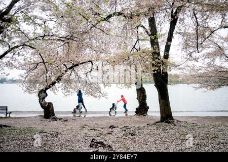 WASHINGTON DC, USA – Besucher genießen die Kirschblüten in voller Blüte am Tidal Basin in Washington DC. Das jährliche Spektakel rosa und weißer Blumen zieht Tausende von Touristen und Einheimische gleichermaßen an, die unter den Baumkronen der Yoshino-Kirschbäume spazieren gehen. Diese Frühlingstradition markiert den Höhepunkt des National Cherry Blossom Festival, bei dem das Geschenk von Bäumen aus Japan in die Vereinigten Staaten von 1912 gefeiert wird. Stockfoto