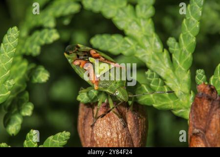 Stachelkäfer Buntrock (Cyphostetus tristiatus) saugt pflanzensaft aus Thuja-Kegeln, Baden-Württemberg, Deutschland, Europa Stockfoto