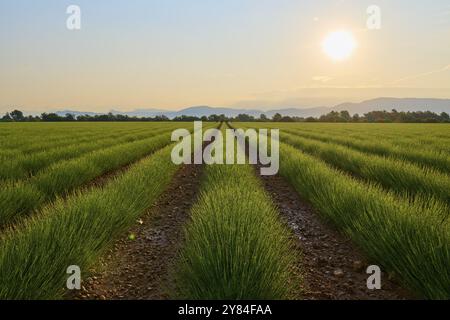 Ein weites Lavendelfeld (Lavandula), bei Sonnenaufgang, Berge im Hintergrund, Sommer, Valensole, Alpes-de-Haute-Provence, Provence-Alpes-Cote d'Azur, Fr Stockfoto