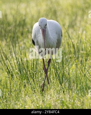 Weißstorch (Ciconia ciconia), der am frühen Morgen auf einer Wiese auf der Suche ist, Schnecke im Schnabel, Tauperlen auf dem Gras, Niedersachsen, Deutschland, Europa Stockfoto