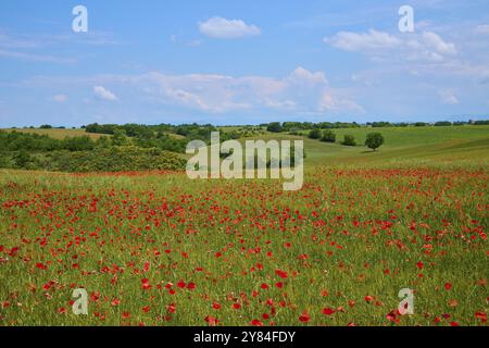 Blumenwiese mit Mohn (Papaver), im Hintergrund Bäume, grüne Felder und leicht bewölkter Himmel, Sommer, Valensole, Alpes-de-Haute-Provence, P Stockfoto