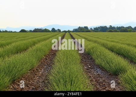 Lavendelfeld (Lavandula), in Reihen gepflanzt, mit Bäumen und Bergen im Hintergrund unter klarem Himmel, Sommer, Valensole, Alpes-de-Haute-Provence Stockfoto