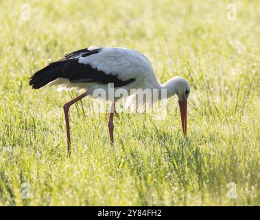 Weißstorch (Ciconia ciconia), der am frühen Morgen auf einer Wiese auf der Suche ist, Tauperlen auf dem Gras, Niedersachsen, Deutschland, Europa Stockfoto