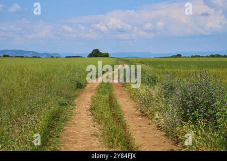 Ein Landweg führt durch blühende Wiesen unter blauem Himmel mit Wolken, Valensole, Alpes-de-Haute-Provence, Provence-Alpes-Cote d'Azur, Frankreich, E Stockfoto