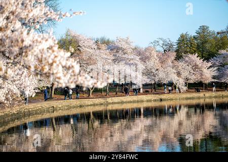 WASHINGTON DC, USA – Besucher genießen die Kirschblüten in voller Blüte am Tidal Basin in Washington DC. Das jährliche Spektakel rosa und weißer Blumen zieht Tausende von Touristen und Einheimische gleichermaßen an, die unter den Baumkronen der Yoshino-Kirschbäume spazieren gehen. Diese Frühlingstradition markiert den Höhepunkt des National Cherry Blossom Festival, bei dem das Geschenk von Bäumen aus Japan in die Vereinigten Staaten von 1912 gefeiert wird. Stockfoto