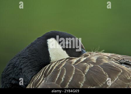 Porträt der Kanadischen Gänse im Frühsommer Stockfoto