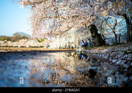 WASHINGTON DC, USA – Besucher genießen die Kirschblüten in voller Blüte am Tidal Basin in Washington DC. Das jährliche Spektakel rosa und weißer Blumen zieht Tausende von Touristen und Einheimische gleichermaßen an, die unter den Baumkronen der Yoshino-Kirschbäume spazieren gehen. Diese Frühlingstradition markiert den Höhepunkt des National Cherry Blossom Festival, bei dem das Geschenk von Bäumen aus Japan in die Vereinigten Staaten von 1912 gefeiert wird. Stockfoto