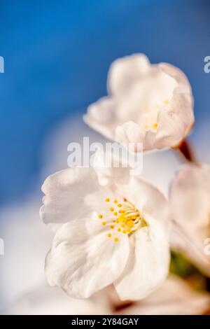 WASHINGTON DC, Vereinigte Staaten – aus nächster Nähe sehen Sie die berühmten Kirschblüten von Washington DC in voller Blüte und zeigen die zarten rosa und weißen Blüten der Yoshino-Kirsche (Prunus x yedoensis). Dieses detaillierte Bild zeigt die komplizierte Struktur der Blumen, mit sichtbaren Staubblättern und Blütenstempeln, und fängt die vergängliche Schönheit ein, die jedes Frühjahr während des National Cherry Blossom Festival Millionen von Besuchern in die Hauptstadt zieht. Stockfoto