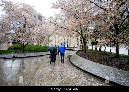 WASHINGTON DC – Besucher mit Regenschirmen gehen auf einem nassen Pfad mit abgefallenen Blütenblättern im Martin Luther King, Jr. Gedenkstätte am Tidal Basin. Das Denkmal ist an einem regnerischen Frühlingstag von blühenden Kirschbäumen umgeben. Die Bäume, ursprünglich ein Geschenk aus Japan im Jahr 1912, sind die Hauptattraktion des jährlichen National Cherry Blossom Festival. Stockfoto