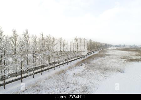 Schneebedeckte Bäume entlang eines Weges, der sich durch weite schneebedeckte Felder erstreckt, Allee, Reichenau, Bodensee, Baden-Württemberg, Deutschland, Europa Stockfoto