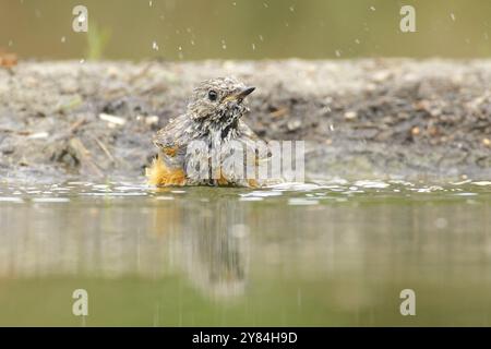 Badejugendliches Redstart. Baden juveniler Redstart Stockfoto