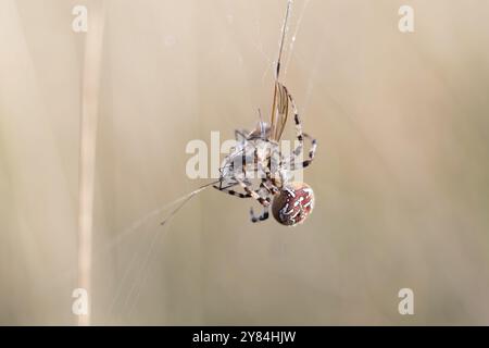 Vierfleckige Kreuzspinne (Araneus quadratus), im Netz mit Beute, Schleswig-Holstein, Deutschland, Europa Stockfoto