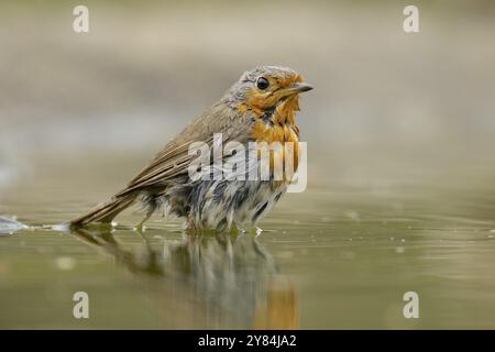 Robin, ein Bad zu nehmen Stockfoto