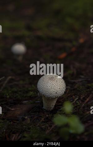 Flaschenrussula (Lycoperdon perlatum), Nahaufnahme, wächst auf moosigem Waldboden, Nicklheim, Deutschland, Europa Stockfoto