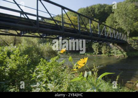 Jerusalem Artischocken blühen am Ufer des Kocher, Kocher, Kocher Tal, Fluss, Brücke, Kocher Radweg, Radfahren, Schwaebisch Hall, Heilbronn- Stockfoto