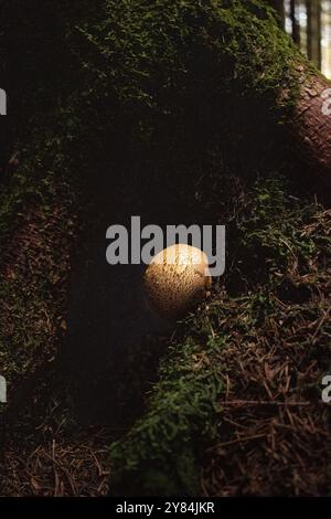 Gewöhnlicher Erdball (Skleroderma citrinum), Nahaufnahme, wächst auf einem moosigen Baumstumpf, Nicklheim, Deutschland, Europa Stockfoto