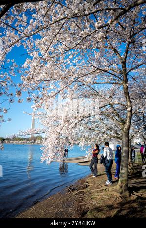 Kirschblüten mit dem Washington Monument in Washington DC | WASHINGTON DC — Besucher genießen die Kirschblüten in voller Blüte entlang des Tidal Basin in Washington DC. Das jährliche Spektakel aus rosa und weißen Blüten zieht Tausende von Touristen und Einheimischen gleichermaßen an, die unter dem Baldachin der Yoshino-Kirschbäume spazieren gehen. Diese Frühlingstradition markiert den Höhepunkt des National Cherry Blossom Festivals, das das Geschenk von Bäumen aus Japan an die Vereinigten Staaten im Jahr 1912 feiert. Stockfoto