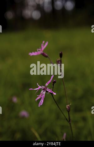 Zarte violette Blüten einer Kuckuckblume (Silene flos-cuculi), Nahaufnahme, fokussiert vor einem verschwommenen Hintergrund auf einer Wiese, Nicklheim, Deutschland, Stockfoto