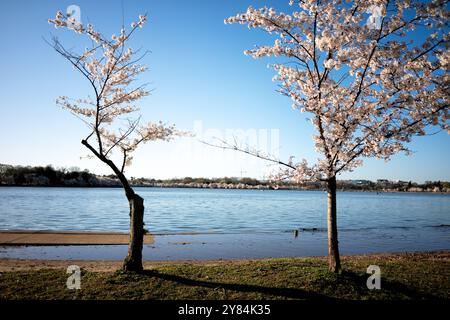 WASHINGTON DC, Vereinigte Staaten — kleine Kirschbäume mit gestautem Wachstum säumen den südlichen Rand des Tidal Basin, deren Entwicklung durch häufige Überschwemmungen mit Brackwasser behindert wird. Diese Bäume wurden im Sommer 2024 im Rahmen des Tidal Basin Seawall Reconstruction Project, einer großen Initiative zur Bewältigung von Überschwemmungen und Infrastrukturproblemen in der Region, entfernt. Stockfoto