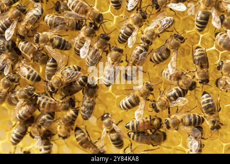 Nahaufnahme von den Arbeitsbienen auf honeycells Stockfoto