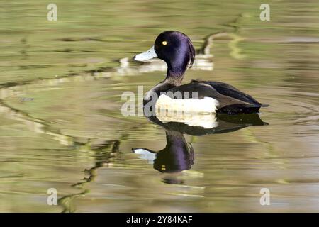 Getuftete Ente männlich auf einem Teich Stockfoto