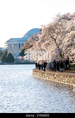 WASHINGTON DC, USA – Besuchermassen spazieren unter blühenden Kirschbäumen entlang des Tidal Basin, wobei das berühmte Jefferson Memorial im Hintergrund zu sehen ist. Diese typische Frühlingsszene in Washington DC zeigt die rosa-weißen Blüten der Yoshino-Kirschbäume, die die neoklassizistische Kuppel des Denkmals umrahmen, während Touristen das jährliche Spektakel während des National Cherry Blossom Festival genießen. Stockfoto