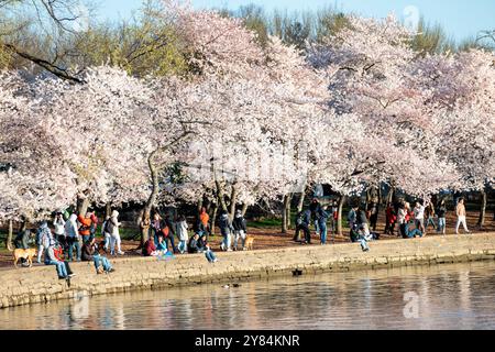 WASHINGTON DC, USA – Besucher genießen die Kirschblüten in voller Blüte am Tidal Basin in Washington DC. Das jährliche Spektakel rosa und weißer Blumen zieht Tausende von Touristen und Einheimische gleichermaßen an, die unter den Baumkronen der Yoshino-Kirschbäume spazieren gehen. Diese Frühlingstradition markiert den Höhepunkt des National Cherry Blossom Festival, bei dem das Geschenk von Bäumen aus Japan in die Vereinigten Staaten von 1912 gefeiert wird. Stockfoto