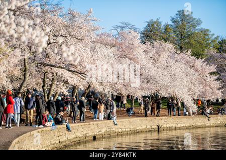 Kirschblüten am Tidal Basin in Washington DC | WASHINGTON DC — Besucher schlendern unter einem Baldachin aus blühenden Yoshino-Kirschbäumen entlang des Tidal Basin. Die jährliche Frühlingsausstellung markiert den Höhepunkt des National Cherry Blossom Festivals, das das Geschenk von Bäumen aus Japan an die Vereinigten Staaten im Jahr 1912 feiert. Stockfoto