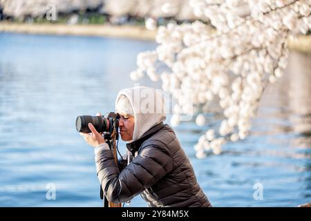 WASHINGTON DC, USA – Besucher machen Fotos von Kirschblüten in voller Blüte entlang des Tidal Basin in Washington DC. Touristen und Einheimische dokumentieren mit Smartphones und Kameras das jährliche Spektakel rosa und weißer Blumen und schaffen eine lebendige Atmosphäre während des Höhepunkts des National Cherry Blossom Festivals. Das Jefferson Memorial ist im Hintergrund zu sehen, eingerahmt von den blühenden Yoshino-Kirschbäumen. Stockfoto