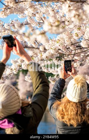 WASHINGTON DC, USA – Besucher machen Fotos von Kirschblüten in voller Blüte entlang des Tidal Basin in Washington DC. Touristen und Einheimische dokumentieren mit Smartphones und Kameras das jährliche Spektakel rosa und weißer Blumen und schaffen eine lebendige Atmosphäre während des Höhepunkts des National Cherry Blossom Festivals. Das Jefferson Memorial ist im Hintergrund zu sehen, eingerahmt von den blühenden Yoshino-Kirschbäumen. Stockfoto