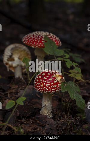 Fliegenagargruppe (Amanita muscaria), Nahaufnahme, wächst auf moosigem Waldboden zwischen einem brombeerbusch, Nicklheim, Deutschland, Europa Stockfoto