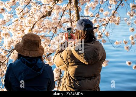 WASHINGTON DC, USA – Besucher machen Fotos von Kirschblüten in voller Blüte entlang des Tidal Basin in Washington DC. Touristen und Einheimische dokumentieren mit Smartphones und Kameras das jährliche Spektakel rosa und weißer Blumen und schaffen eine lebendige Atmosphäre während des Höhepunkts des National Cherry Blossom Festivals. Das Jefferson Memorial ist im Hintergrund zu sehen, eingerahmt von den blühenden Yoshino-Kirschbäumen. Stockfoto