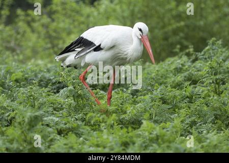 Ein Weißstorch mit rotem Schnabel und Beinen, der durch grünes Laub geht. SwarzEdz, Polen, Europa Stockfoto