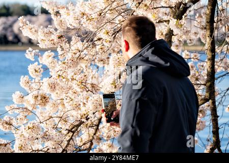 WASHINGTON DC, USA – Besucher machen Fotos von Kirschblüten in voller Blüte entlang des Tidal Basin in Washington DC. Touristen und Einheimische dokumentieren mit Smartphones und Kameras das jährliche Spektakel rosa und weißer Blumen und schaffen eine lebendige Atmosphäre während des Höhepunkts des National Cherry Blossom Festivals. Das Jefferson Memorial ist im Hintergrund zu sehen, eingerahmt von den blühenden Yoshino-Kirschbäumen. Stockfoto