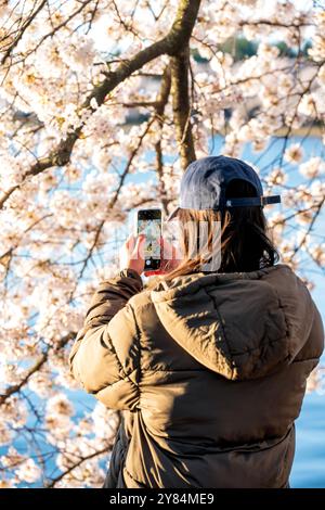 WASHINGTON DC, USA – Besucher machen Fotos von Kirschblüten in voller Blüte entlang des Tidal Basin in Washington DC. Touristen und Einheimische dokumentieren mit Smartphones und Kameras das jährliche Spektakel rosa und weißer Blumen und schaffen eine lebendige Atmosphäre während des Höhepunkts des National Cherry Blossom Festivals. Das Jefferson Memorial ist im Hintergrund zu sehen, eingerahmt von den blühenden Yoshino-Kirschbäumen. Stockfoto