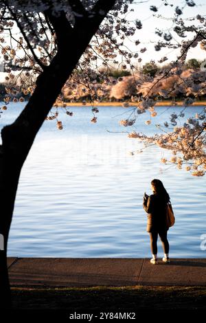 WASHINGTON DC, USA – Besucher machen Fotos von Kirschblüten in voller Blüte entlang des Tidal Basin in Washington DC. Touristen und Einheimische dokumentieren mit Smartphones und Kameras das jährliche Spektakel rosa und weißer Blumen und schaffen eine lebendige Atmosphäre während des Höhepunkts des National Cherry Blossom Festivals. Das Jefferson Memorial ist im Hintergrund zu sehen, eingerahmt von den blühenden Yoshino-Kirschbäumen. Stockfoto